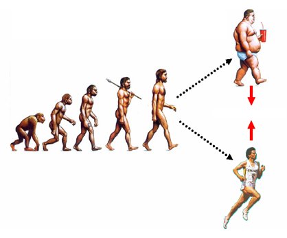 evolucion del hombre